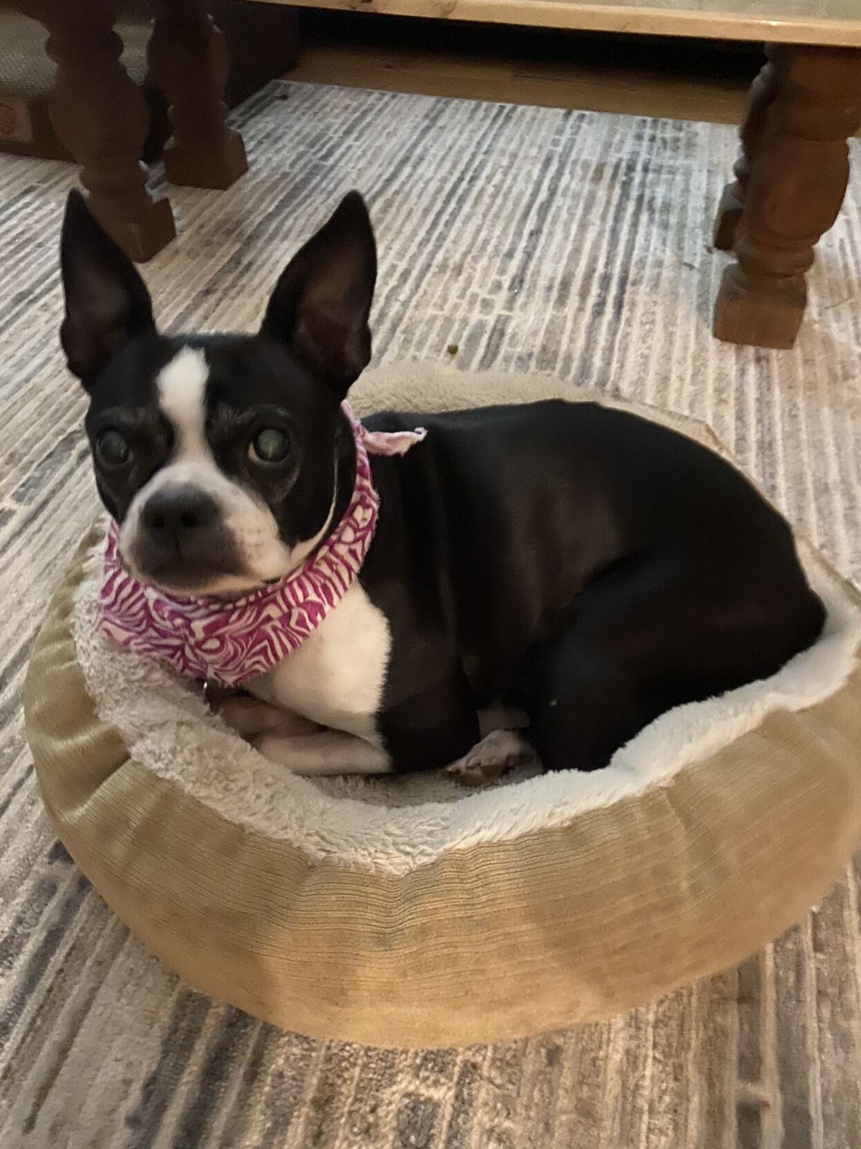 Aggie